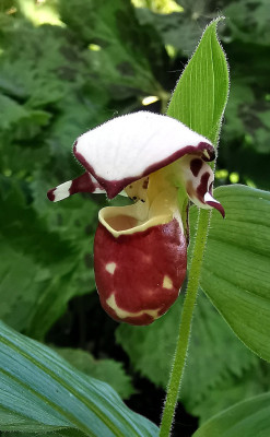 IMG_20260502_162734_Cypripedium alaskanum.jpg