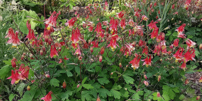 IMG_20260502_154051_Aquilegia canadensis.jpg