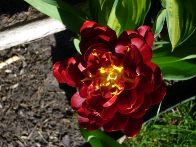 Tulpe Flensburg 8.JPG