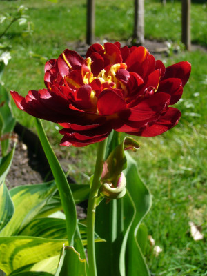 Tulpe Flensburg 3.JPG