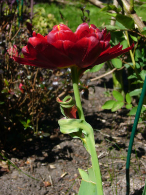 Tulpe Flensburg 5.JPG
