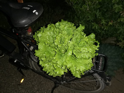 Salat unverpackt.jpeg