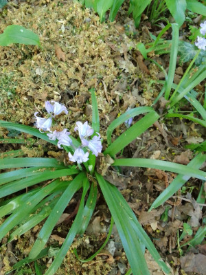 Hasenglöckchen