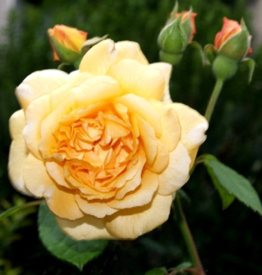 buffbeauty123.jpg