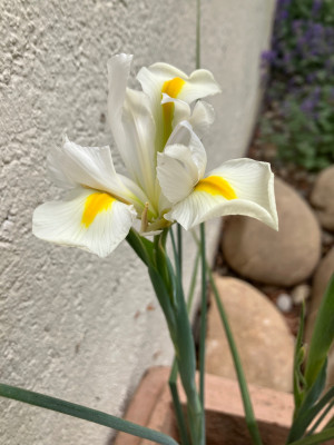 IMG_0381.jpeg