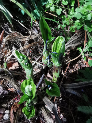 IMG_20260423_110730_Calanthe.jpg