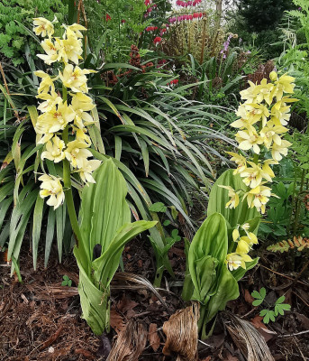 IMG_20250506_113834_Calanthe.jpg