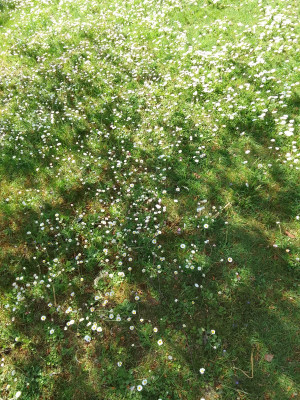 Gänseblümchen in der Wiese