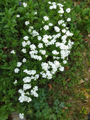 Schleifenblume