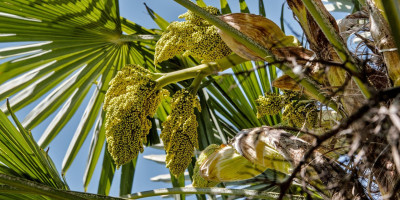 TRACHYCARPUS FORTUNEI BLÜHT.jpg
