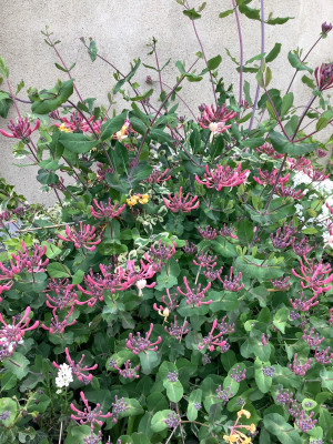 IMG_0786.jpeg