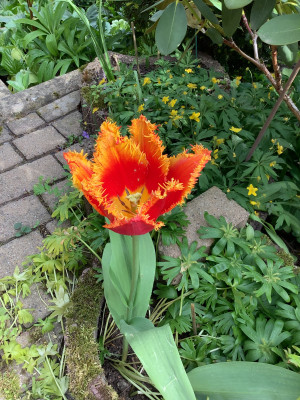 IMG_0779.jpeg