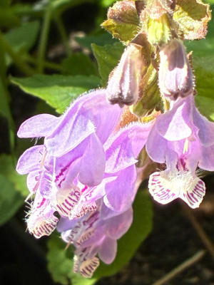 IMG_3095.jpeg