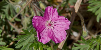 GERANIUM SANGUINEUM VAR STRIATUM ANKUMS PRIDE.jpg