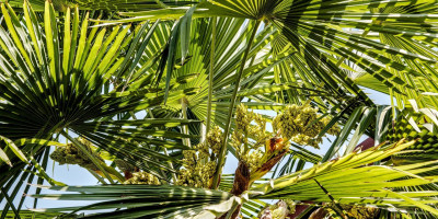TRACHYCARPUS FORTUNEI BLÜHT 1.jpg