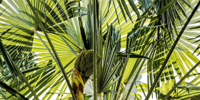 TRACHYCARPUS FORTUNEI BLÜHT 2.jpg