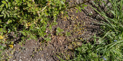 POTENTILLA CRANTZII GOLDRAUSCH 1.jpg
