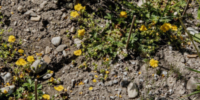 POTENTILLA CRANTZII GOLDRAUSCH 2.jpg