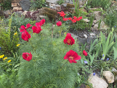 IMG_3099.jpeg