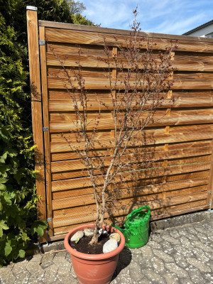 Dehner-Baum
