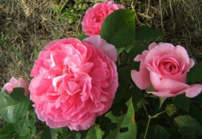 Gertrude_J._1._Bluten.JPG
