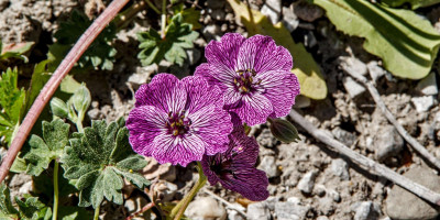 GERANIUM CINEREUM JOLLY JEWEL LILAC.jpg