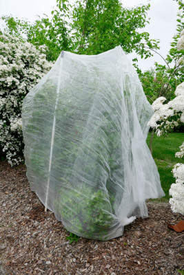 Maibeere-Eingepackt-kl.jpg