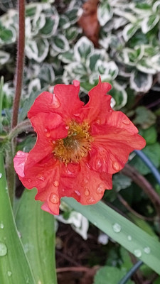 Geum