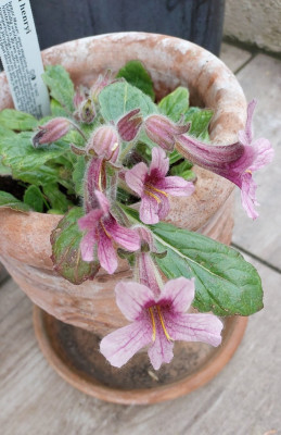 Rhemannia henryii