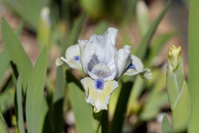 Vorfrühling