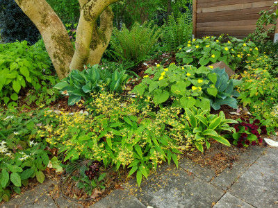 Beet Terrasse unter Magnolie 2026.jpg