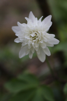 Anemoneweissgefuellt2.JPG