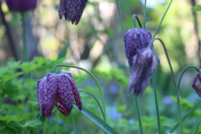 Fritillariadunkel4.JPG