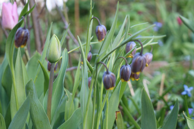 Fritillaria2.JPG