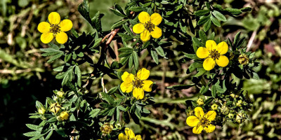 POTENTILLA FRUTICOSA 1.jpg