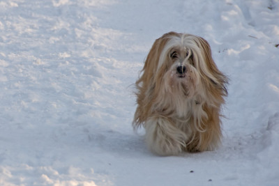 Shiva-Jan-2009.jpg