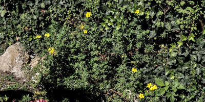 POTENTILLA FRUTICOSA 2.jpg