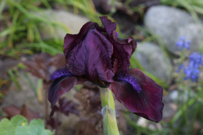 Iris CherryGarden4.JPG
