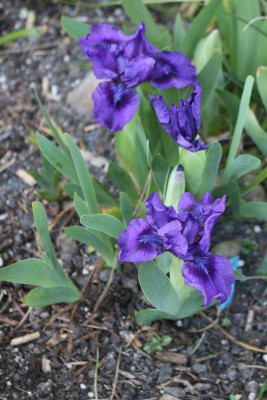 Iris nichtDarkVader.JPG