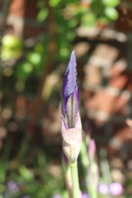 Iris Germanica Knospen 4.JPG