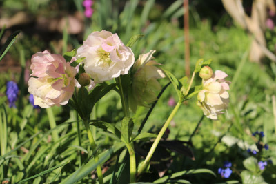 Helleborusrosaweissgefuellt2.JPG