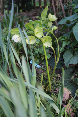 Helleborusweissungefuellt.JPG