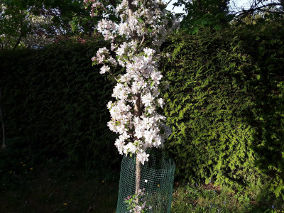 Apfelbaum