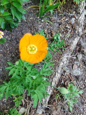 Wald-Scheinmohn