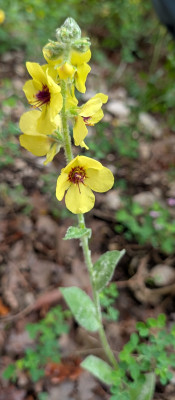 Verbascum.jpg