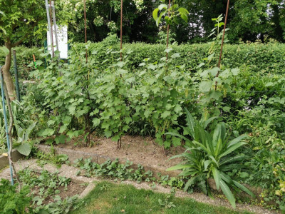 Johannisbeeren Spindeln 20260503.jpeg
