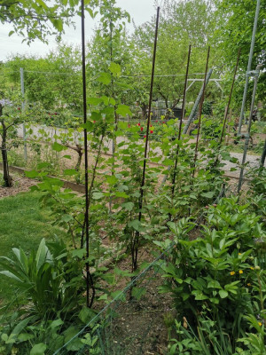 Johannisbeeren 20260503.jpeg