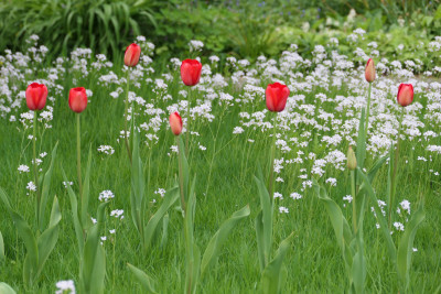 'Sky High Scarlet' mit Wiesenschaumkraut