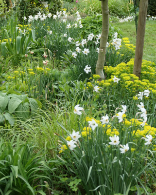 Narcissus poeticus var. recurvus
