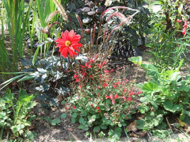 salvia.rot.jpg